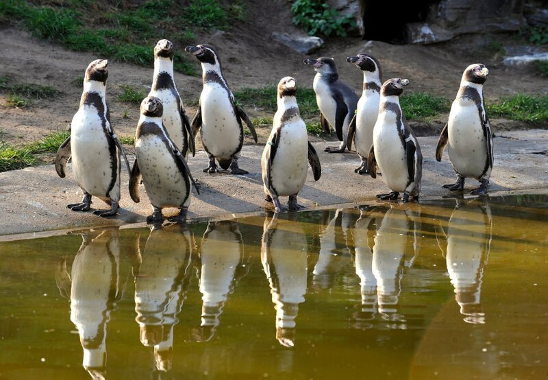 Heute gehen die Frackträger unter die Dusche. Körperpflege gilt auch für die 27 Humboldpinguine im Tierpark Berlin. – Bild: rbb/​Thomas Ernst