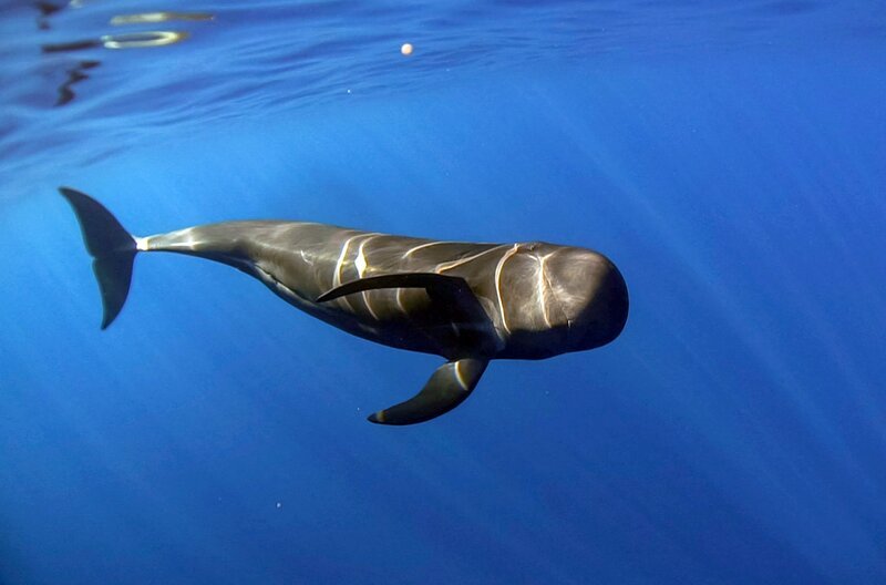 Zwischen Teneriffa und La Gomera liegt das erste Walschutzgebiet Europas. – Bild: Felipe Ravina