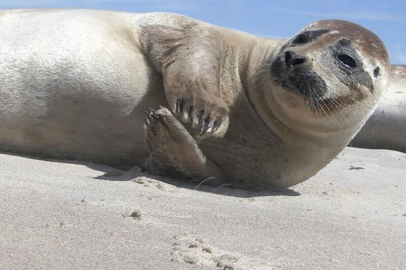 Die Seehunde haben es sich im dänischen Kattegat gemütlich gemacht. – Bild: Terra Mater /​ Doclights /​ Coraxfilm