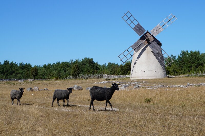 Die robusten und wetterfesten Gotlandschafe sind bestens an das raue Klima auf der Insel angepasst. – Bild: Coraxfilm /​ Doclights /​ Terra Mater
