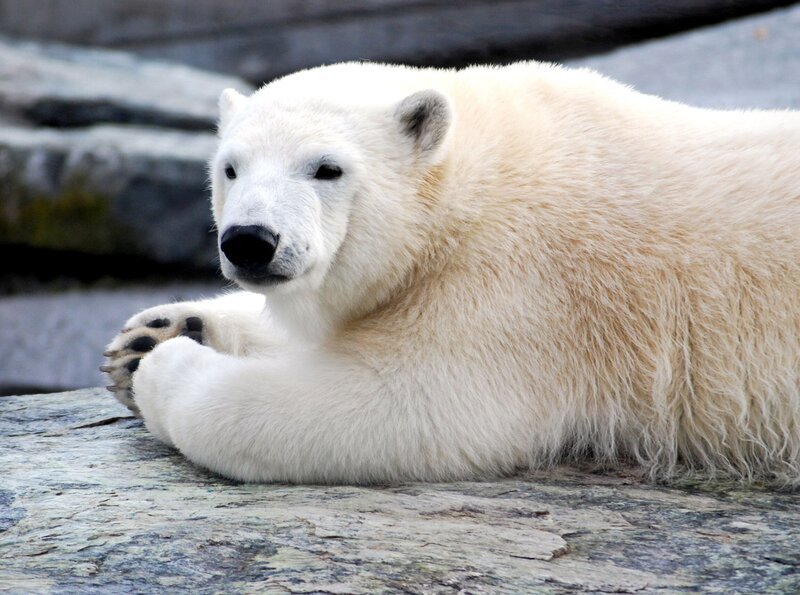 Eisbär Wilbär aus der Wilhelma Stuttgart, mittlerweile ein ausgewachsener Halbstarker. – Bild: SWR/​Frieder Bundt