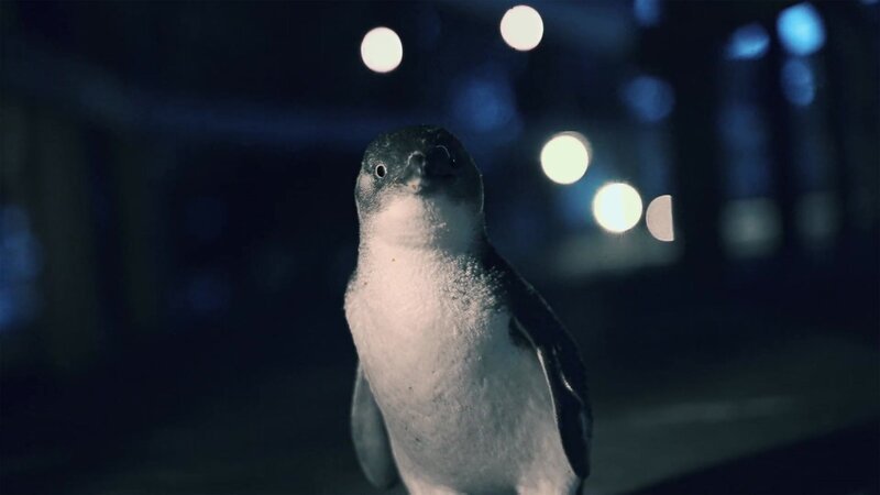 Das Tier auf dem Bild ist ein Zwergpinguin (Eudyptula minor), auch bekannt als Feenpinguin.  – Bild: CuriosityStream-Inc.