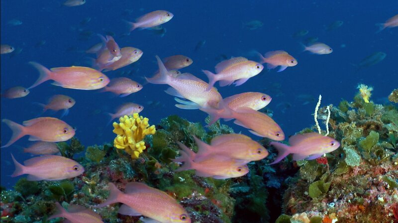 Vor der italienischen Insel Elba tummelt sich ein buntes Fischvolk. – Bild: NDR/​NDR Naturfilm/​Blue Planet Film