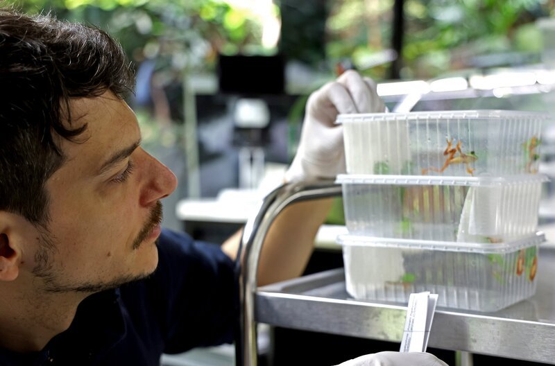 Dr. Lukas Reese betrachtet die für den Transport nach Deutschland verpackten Orangenlaubfrösche – Bild: SWR/​Jonas Keinert /​ SWR Presse/​Bildkommunikation