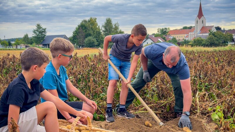 Bei der „Erpfi-Ernte“ im Waldviertel packen alle mit an: Samuel, Michael und Luis helfen Dietmar bei der Erdäpfelernte. – Bild: ORF/​Soleil Film