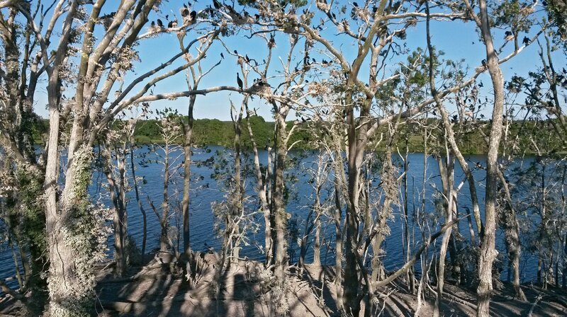 Die Kormoraninsel in Mecklenburg-Vorpommern ist ein Ort, an dem viel für die Seeadler zu holen ist. – Bild: WDR/​Kay Ziesenhenne