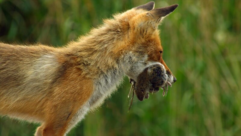 Der Fuchs ist der größte Feind der bodenbrütenden Wiesenweihen. In guten Mäusejahren jedoch verschont er die Wiesenweihenbrut. – Bild: BR/​TEXT + BILD Medienproduktion GmbH & Co. KG