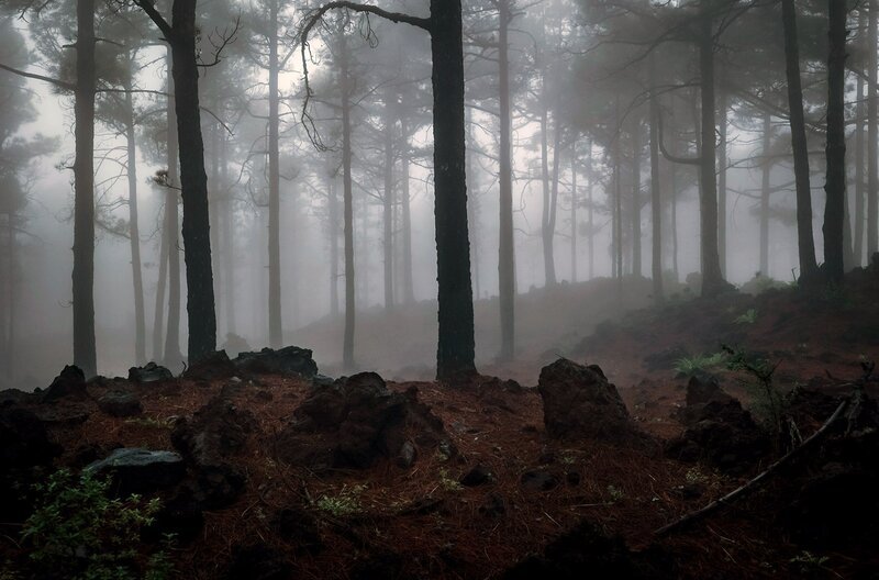 Der Kiefernwald ist eine der Vegetationszonen auf La Palma. – Bild: Marcus Lenz