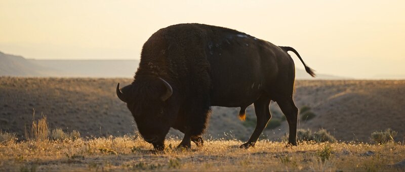 Die Great Plains erstrecken sich von Kanada bis nach Texas und zählen zu den eindrucksvollsten Naturlandschaften Nordamerikas. Das UNIVERSUM SPEZIAL zeigt die weiten Ebenen, ihre Tierwelt und die Bemühungen, dieses einzigartige Natur- und Kulturerbe zu bewahren. – Bild: ORF/​LE CINQUIEME REVE