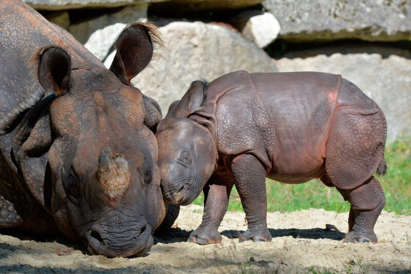 Das neue Nashornbaby ist einfach zum Knuddeln. – Bild: BR/​Jens-Uwe Heins