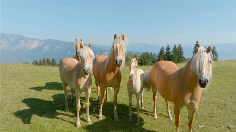 Arnoldstein – Haflinger. – Bild: RANFILM TV & Film Production GmbH