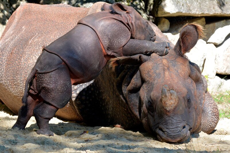 Nashornbaby Puri ist der neue Star in Hellabrunn. Weiteres Bildmaterial finden Sie unter www.br-foto.de. – Bild: BR/​Jens-Uwe Heins