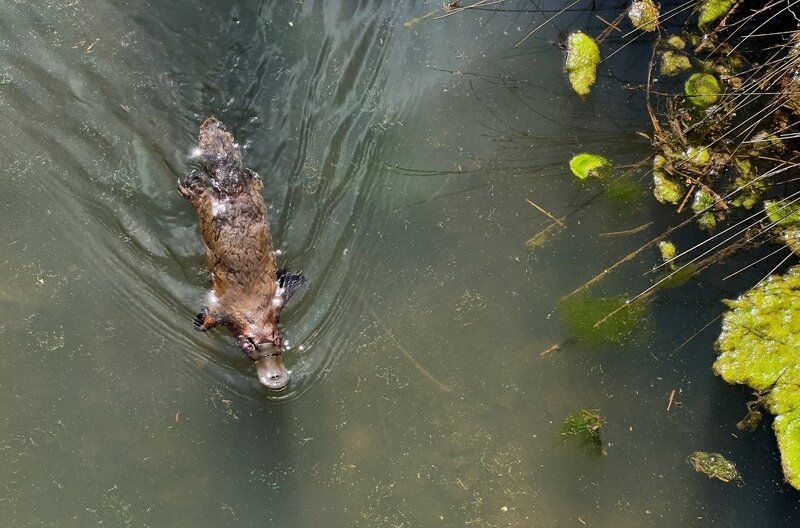 In den Bächen und Flüssen Tasmaniens ist das Schnabeltier zu Hause. Das geheimnisvolle Wasserwesen bildet mit dem Ameisenigel die kleine Ordnung der eierlegenden Säugetiere. – Bild: Roland Gockel