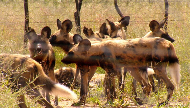 Zwei verletzte Wildhunde müssen betäubt werden – die Tierärzte versuchen sie mit dem Blasrohr zu treffen, was in einem 19-köpfigen Rudel schwierig ist. – Bild: SWR/​Harald Mittermüller