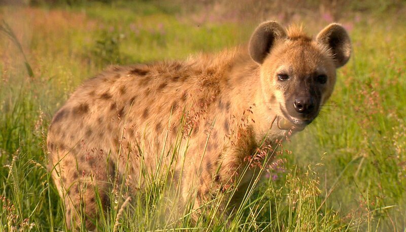 Hyäne Wolfi bekommt einen neuen Unterstand. Dafür muss das Raubtier gut abgelenkt werden. Derweil gehen die Erdmännchen Hänsel und Gretel auf Wanderschaft und eine Straußenherde soll umgesiedelt werden. – Bild: SWR/​Harald Mittermüller