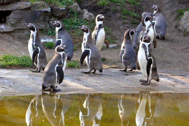 Einmal im Jahr werden bei den Humboldt-Pinguinen im Tierpark Berlin die Chips und die farbigen Ringe an den Flippern kontrolliert. Klingt nach Knabberspaß und Freizeitvergnügen, gehört aber zu den Routineaufgaben der Tierpfleger. – Bild: rbb/​Thomas Ernst