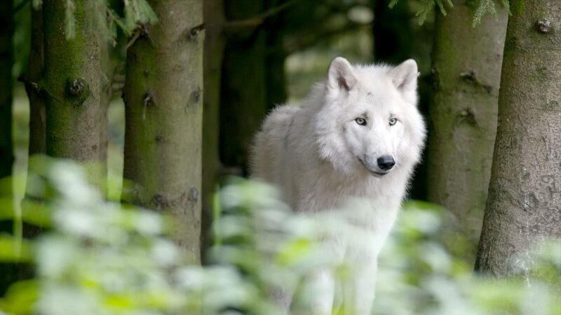 Wolf. – Bild: ORF/ZDF Wolf. – Bild: ORF/ZDF