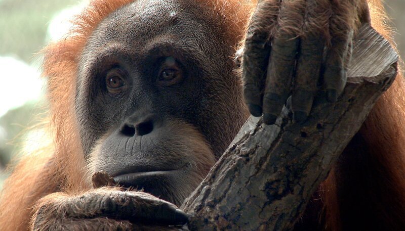 Orang-Utan-Dame Sirih vor ihrer Abreise in die USA. – Bild: HR