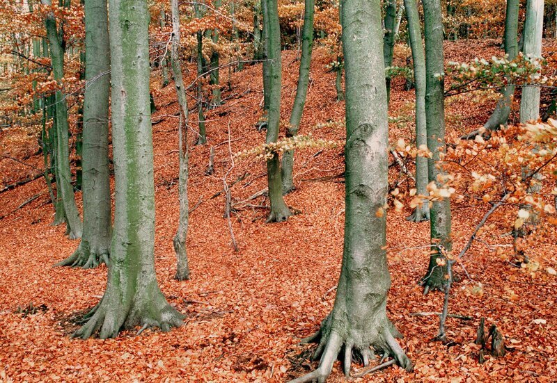 Buchenwald Halbendorf. – Bild: MDR