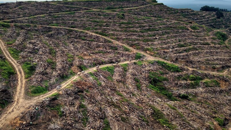 Regenwälder wurden im großen Stil gerodet, um Platz für Palmölplantagen zu schaffen, sodass den Elefanten ihr Lebensraum fehlt. Borneo, Malaysia. – Bild: BBC Studios /​ ZDF