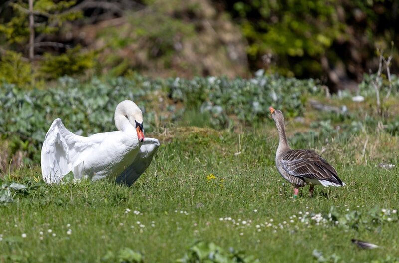Mit Drohgebärden versucht ein Schwan eine Graugans einzuschüchtern und sein Habitat zu verteidigen. Doch die unscheinbaren Vögel besitzen eine bemerkenswerte Fähigkeit zur Problemlösung und Entscheidungsfindung … – Bild: K22film