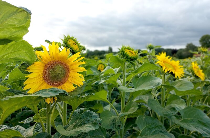 Sonnenblumenfeld von Tim Jüchter in Ganderkesee. Sonnenblumen stammen ursprünglich aus Nordamerika. Spanische Seefahrer brachten sie bereits im 16. Jahrhundert nach Europa. Die Blume gilt als robust und hitzeresistent. Ihre Kerne werden hierzulande vor allem als Öl und Vogelfutter vermarktet. – Bild: NDR/Maraike Alfs Sonnenblumenfeld von Tim Jüchter in Ganderkesee. Sonnenblumen stammen ursprünglich aus Nordamerika. Spanische Seefahrer brachten sie bereits im 16. Jahrhundert nach Europa. Die Blume gilt als robust und hitzeresistent. Ihre Kerne werden hierzulande vor allem als Öl und Vogelfutter vermarktet. – Bild: NDR/Maraike Alfs