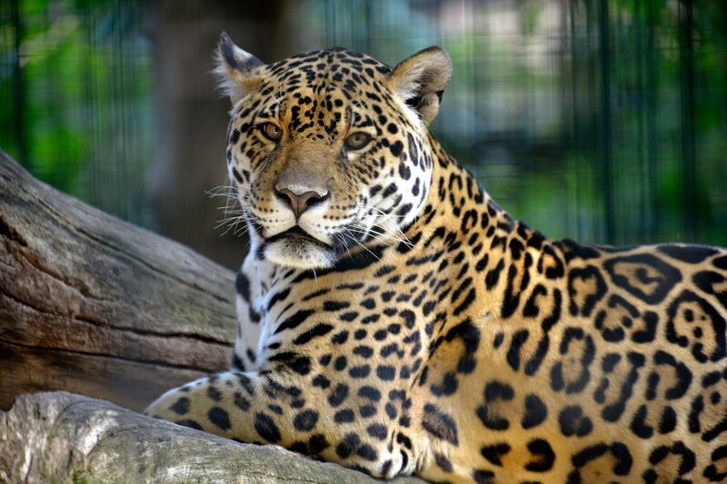 Ein Jaguar-Weibchen im Zoo Berlin. – Bild: rbb/​Thomas Ernst