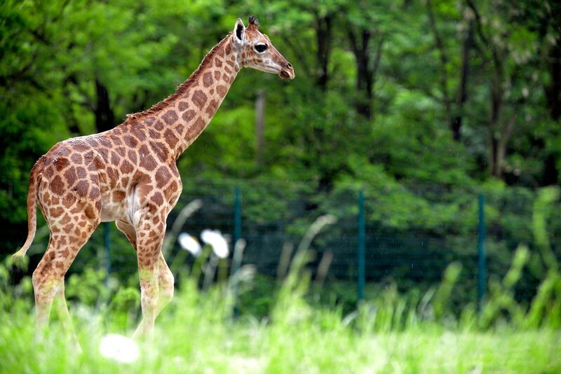 Uganda-Giraffenkind im Tierpark Berlin – Bild: rbb/​Thomas Ernst