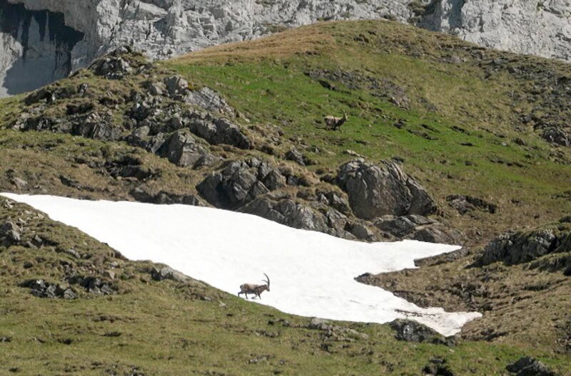Um das Überleben des Alpensteinbocks in der Schweiz sicherzustellen, organisierte der Hotelier und Tierfreund Robert Mader eine Entführung. – Bild: Elephant Doc