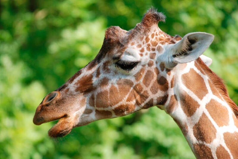 Ganz ungewöhnlich: Giraffen haben blauen Zungen. – Bild: BR/​Jens-Uwe Heins