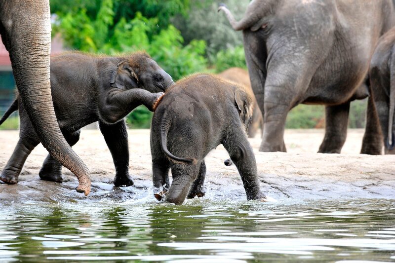 Beim Baden ist Elefanten-Mädchen Pantha noch nicht ganz so mutig wie ihr Halbbruder Bogor. – Bild: rbb/​Thomas Ernst