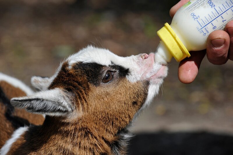 Die kleine Zwergziege muss mit Milch gefüttert werden, da die Mutter keine Milch geben kann. – Bild: rbb