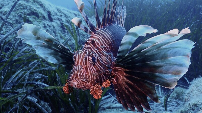 Feuerfisch im Mittelmeer. – Bild: 3sat