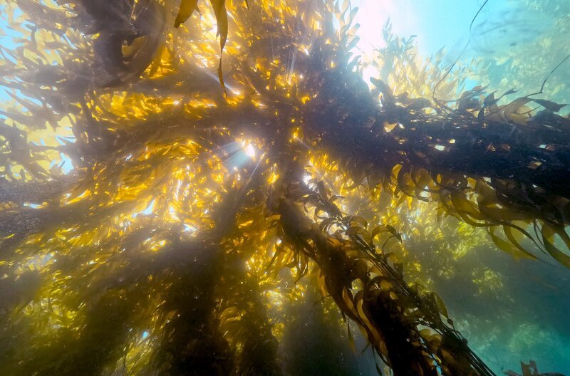 Riesentang ist eine bis zu 45 Meter hohe Alge, die als artenreicher Kelpwald an Kaliforniens Küste wächst. Wichtiger Nebeneffekt: Kelp bindet riesige Mengen des Treibhausgases Kohlendioxid und bremst so die Erderwärmung. – Bild: Hendrik Schmitt