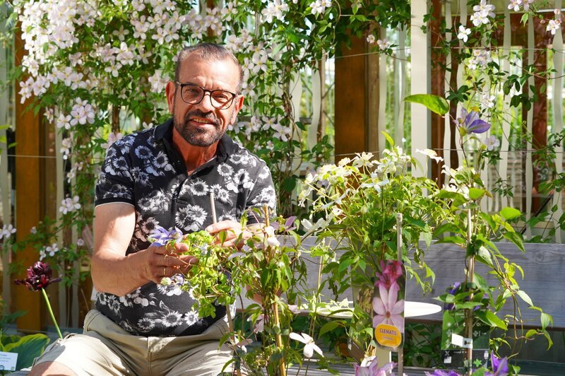 Karl Ploberger widmet sich der Clematis, die sonnige Blütenpracht und schattige Wurzeln bevorzugt. Gut durchlässige Erde, Drainageschichten und ausreichend Feuchtigkeit ohne Staunässe sind entscheidend. – Bild: Leopold Mayrhofer/​Natur im Garten