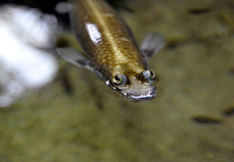 Ins Exil mussten die Vieraugen aus der Gattung der Zahnkarpfen im Aquarium Berlin. Nach einer Woche hinter den Kulissen geht es nun wieder ins Schaubecken, wo sie sich im Glanz der neuen Lampen präsentieren und sich in ihrem schlammigen Wasser suhlen können. – Bild: rbb/​Thomas Ernst