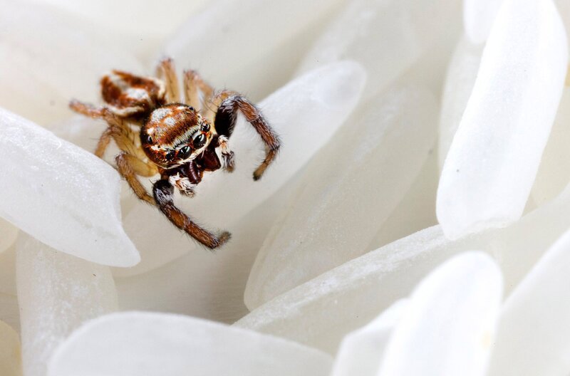 Fotografie einer Springspinne von Clarisse Rebotier: Aus ihrer eigenen Kindheitsangst heraus entstand eine poetische Serie, in der Spinnen und Ratten winzig, zart und beinahe sympathisch erscheinen. – Bild: SWR/​Clarisse Rebotier
