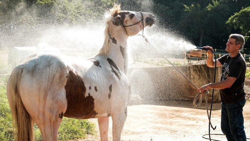 Bernd Hackl trifft auf einen alten Bekannten. Dass „Indio“ eine harte Nuss ist, bekam der Horseman bei einem Training in der Vergangenheit schon einmal zu spüren. Wird er den Wallach auch diesmal geknackt bekommen? – Bild: RTL