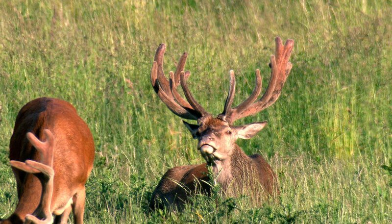 Im Tal der Hirsche leben über hundert Rothirsche und ziehen in großen Herden über die Wiesen Vorpommerns. – Bild: NDR/​NDR Naturfilm/​Christoph Hauschild