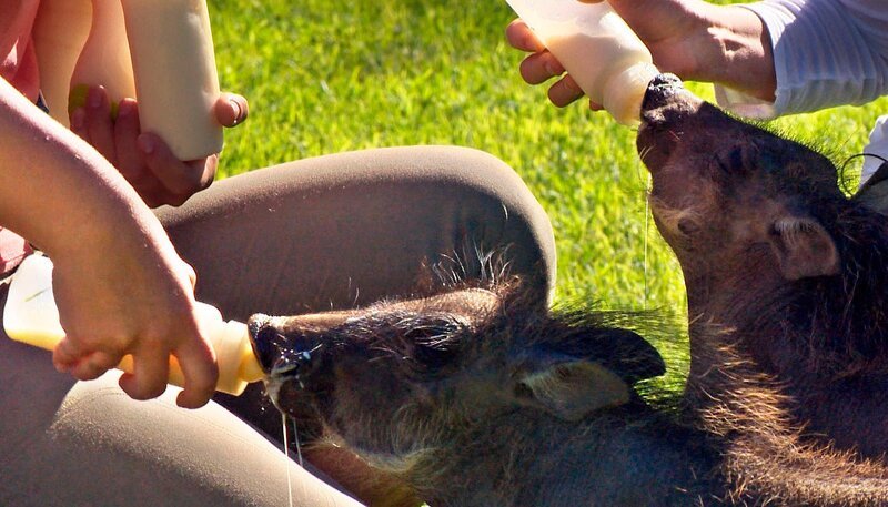 Heute dürfen die Volontäre mit Milchfläschchen jonglieren: Die vielen tierischen Waisenkinder und Handaufzuchten haben Hunger und wollen gefüttert werden! – Bild: NDR/​SWR/​Matias Lackner