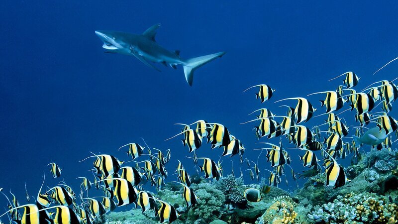 Halfterfische, die sich an einem Riff im Westpazifik versammelt haben, ziehen die Aufmerksamkeit eines grauen Riffhais auf sich. – Bild: BBC Studios /​ ZDF