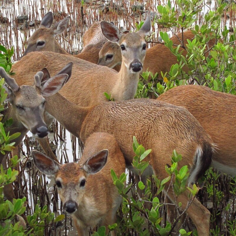 Eine Herde von Key-Weißwedelhirschen – die kleinsten aller nordamerikanischen Hirsche leben ausschließlich in Florida. Sie sind etwa so große wie ein Schäferhund. – Bild: ORF/​NDR