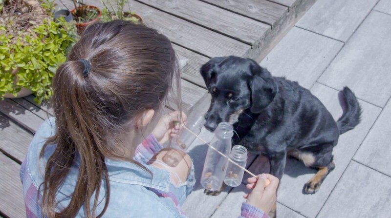 Anna hat aus leeren Plastikflaschen, Holzspießen und Pappmaché ein Beschäftigungsspiel gebastelt. Hund „Zubi“ muss nun versuchen, die Flaschen zu drehen. – Bild: BR/​BILD+TEXT Medienproduktion GmbH & Co. KG/​Kathrin Gutzeit