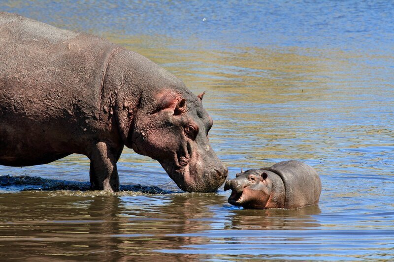 Auch Flusspferde können Sonnenbrand bekommen. Drüsen unter der Haut bilden ein rötliches Sekret, das die Tiere vor UV-Strahlung schützt. – Bild: Zorillafilm /​ ORF /​ Jens Westphalen & Thoralf Grospitz