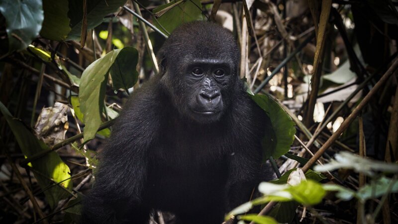 Die meisten Gorillas leben nicht in Nationalparks, sondern in forstwirtschaftlich genutzten Wäldern. – Bild: SRF/​Längengrad Filmproduktion