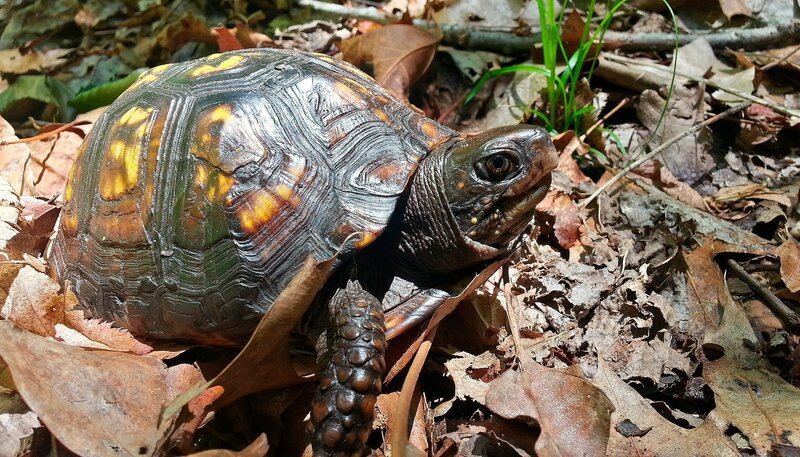 Die Carolina-Dosenschildkröte ist ein Gärtner ohne es zu wissen. Sie fressen die Früchte des Maiapfels und verteilen die Samen mit der passenden Portion Dünger. – Bild: NDR/​Doclights GmbH