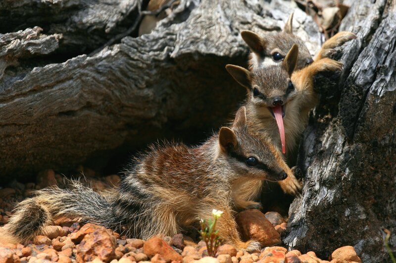 Das Männchen der Gelbfuß-Beutelmaus hat es eilig: Es lebt nur ein Jahr lang und stirbt bald nach der Paarung mit einem Weibchen. – Bild: Terra Mater Factual Studios /​ Mark Dewson /​ Terra Mater