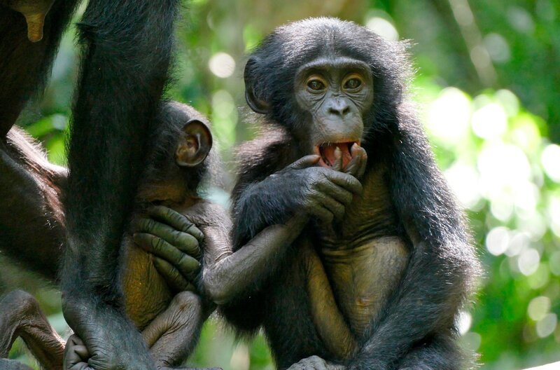 Bonobo-Nachwuchs Pistache und Vanille. Weiteres Bildmaterial finden Sie unter www.br-foto.de. – Bild: BR/​Markus Schmidbauer