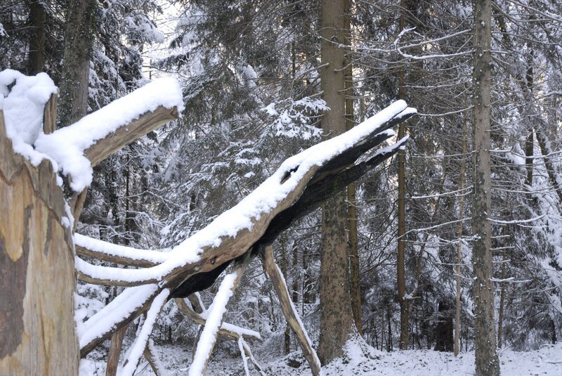 Die „Feuereibe“ im Winter. Seit Jahren bewacht die ausgebrannte Krone der ehemals ältesten Eibe im Wald wie ein Fabelwesen diese Lichtung. Für die einen ist sie „das Krokodil“, andere sehen in der bizarren Skulptur eine Riesenkrake. – Bild: BR Die „Feuereibe“ im Winter. Seit Jahren bewacht die ausgebrannte Krone der ehemals ältesten Eibe im Wald wie ein Fabelwesen diese Lichtung. Für die einen ist sie „das Krokodil“, andere sehen in der bizarren Skulptur eine Riesenkrake. – Bild: BR