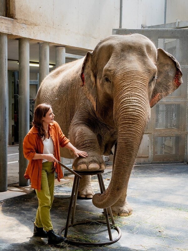 Pediküre bei den Elefanten: Die freie Tierärztin Dr. Susanne Mertens (Elisabeth Lanz) ist auch für die Dickhäuter des Leipziger Zoos da. Doch Elefantendame Najuma will nicht fressen und zeigt auffälliges Verhalten. – Bild: Steffen Junghans /​ ARD/​MDR